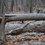 L’arbre dans la forêt